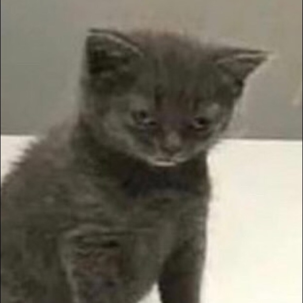 Meet your Posher, Evil